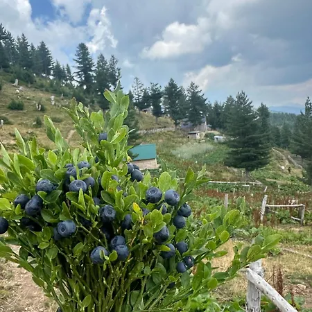 Kolata View