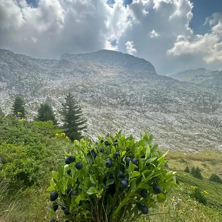 Alpesi faház Kolata View *