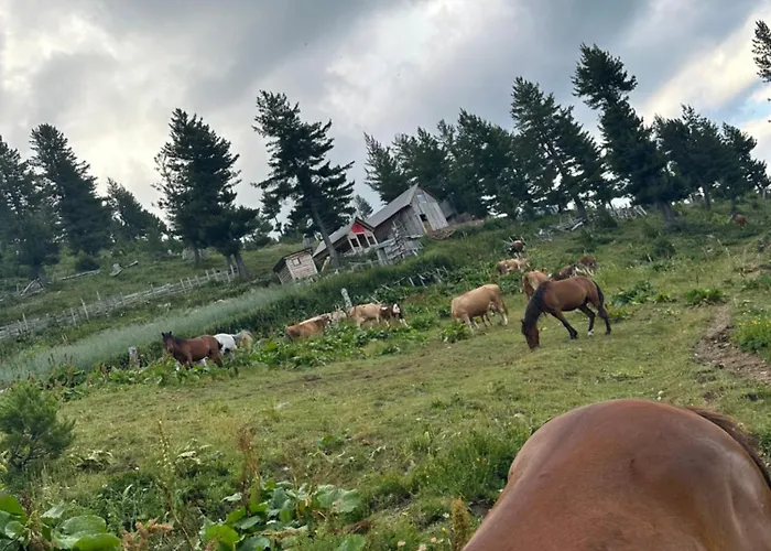 Kolata View *