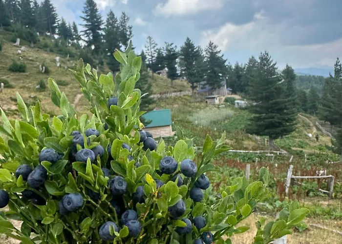 Kolata View