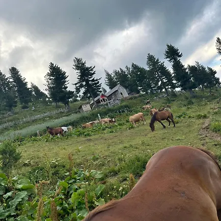 Kolata View *