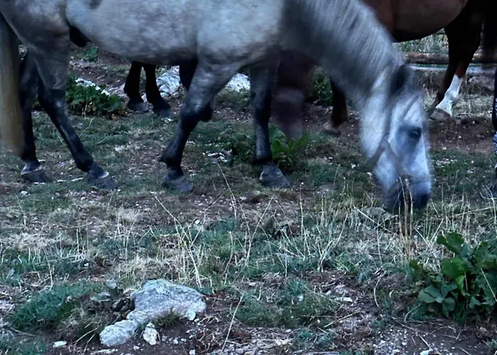 シャレー Kolata View Tropojë